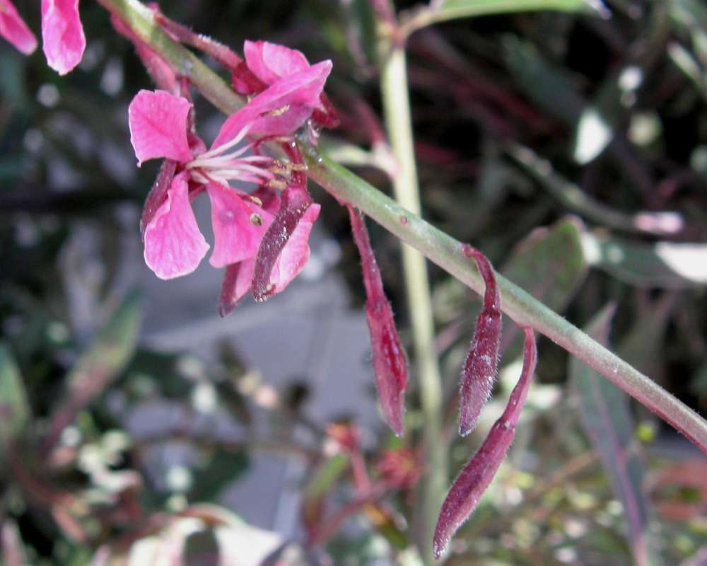Flower Side<br>(Location of Picture: Commerically Grown, 2011)