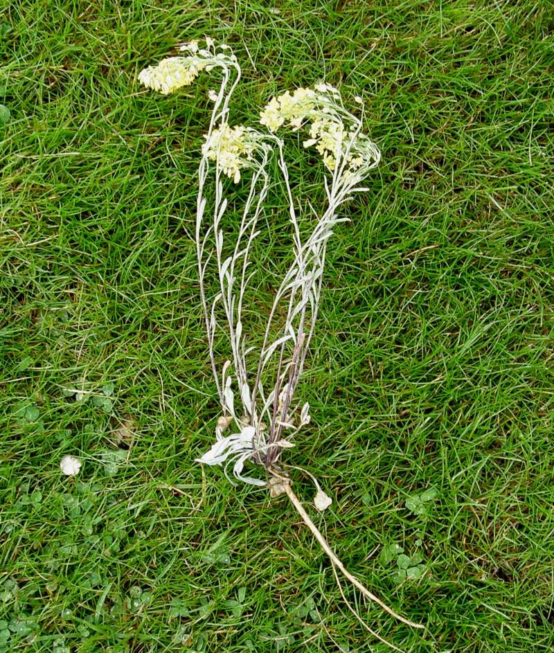 Silhouette<br>(Location of Picture: Near Columbia River, Wa., USA, 2011)