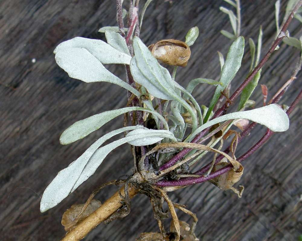Leaves<br>(Location of Picture: Near Columbia River, Wa., USA, 2011)