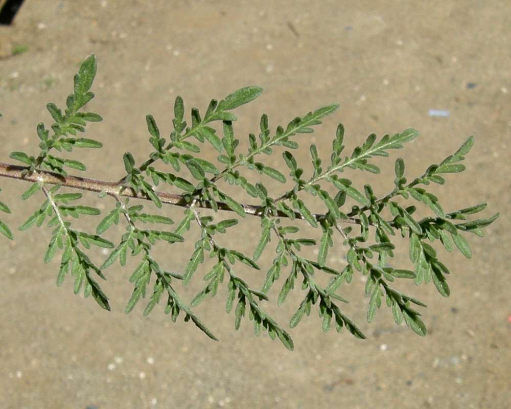Leaf<br>(Location of Picture: Okanogan, Washington, USA, 2011)