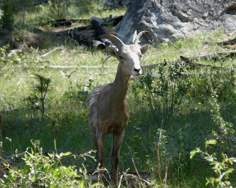Female - Front View<br>(Location of Picture: Loomis, Washington, USA, 2011)