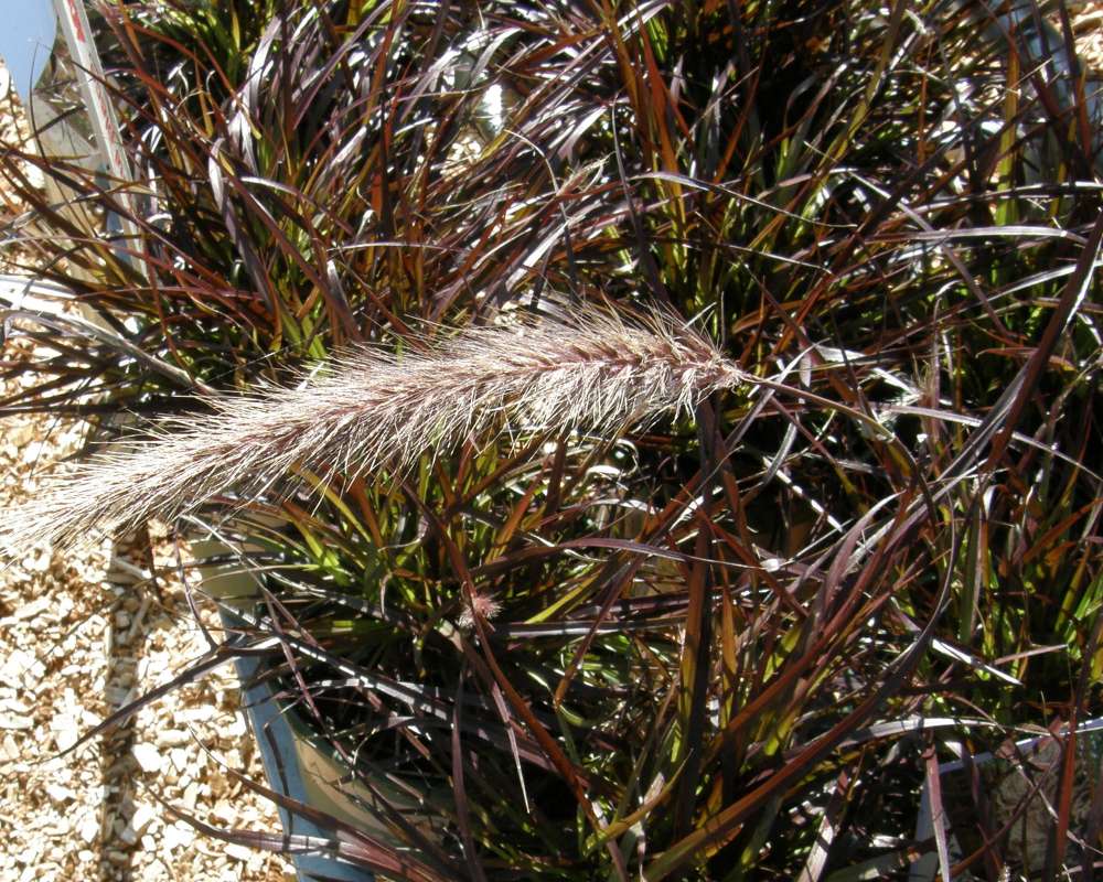 Plume<br>(Location of Picture: Commerical, Wa, USA, 2011)