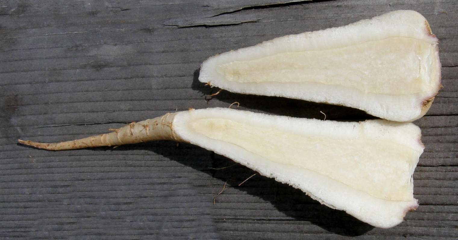 Cutaway<br>(Origin of the Specimen: Grocery Trade)