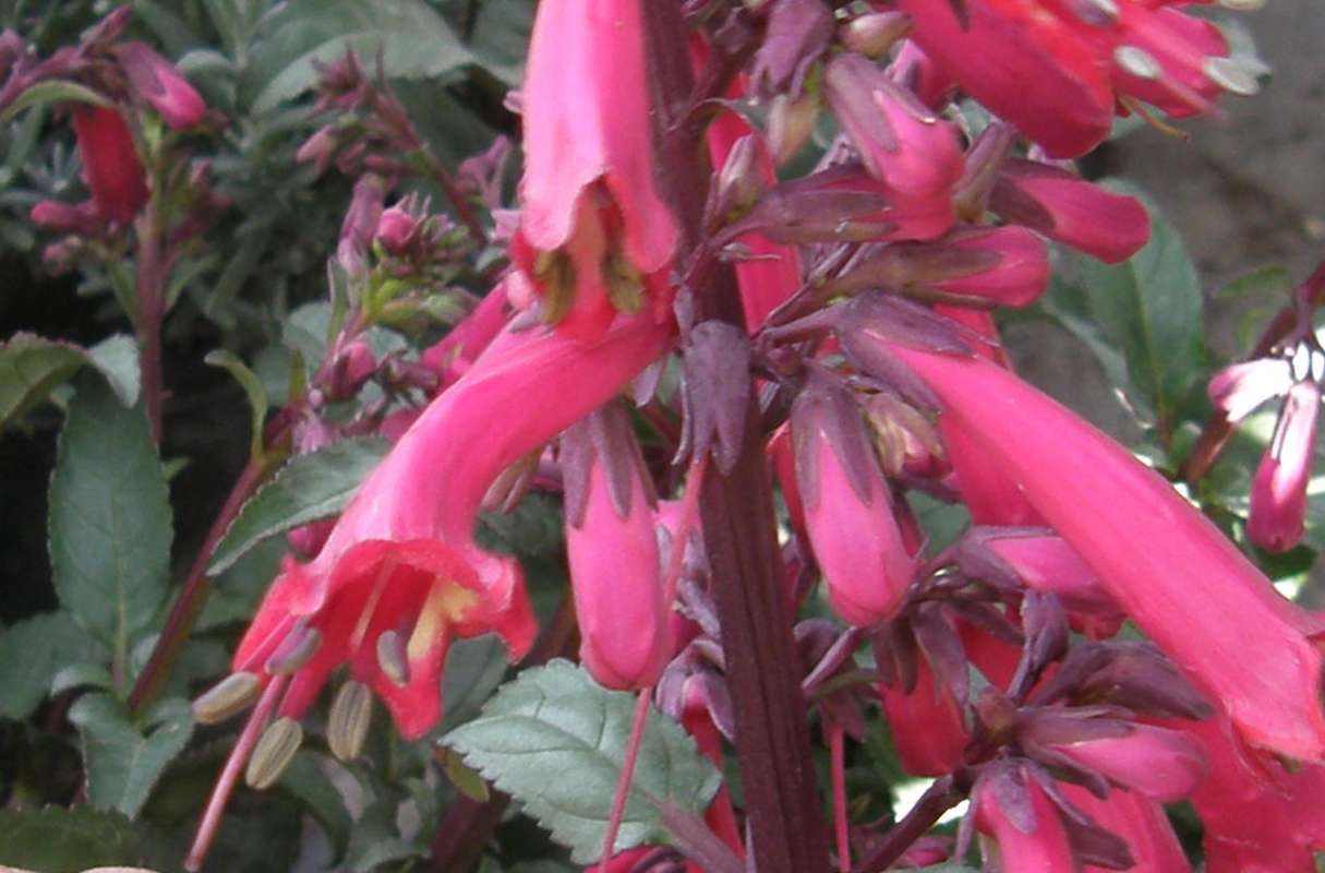 Flower - Front View<br>(Location of Picture: Commerically Grown, 2011)