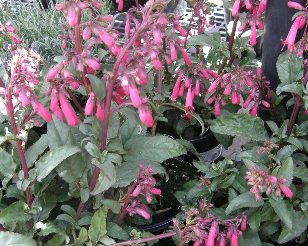 Top of Plant in Bloom<br>(Location of Picture: Commerically Grown, 2011)