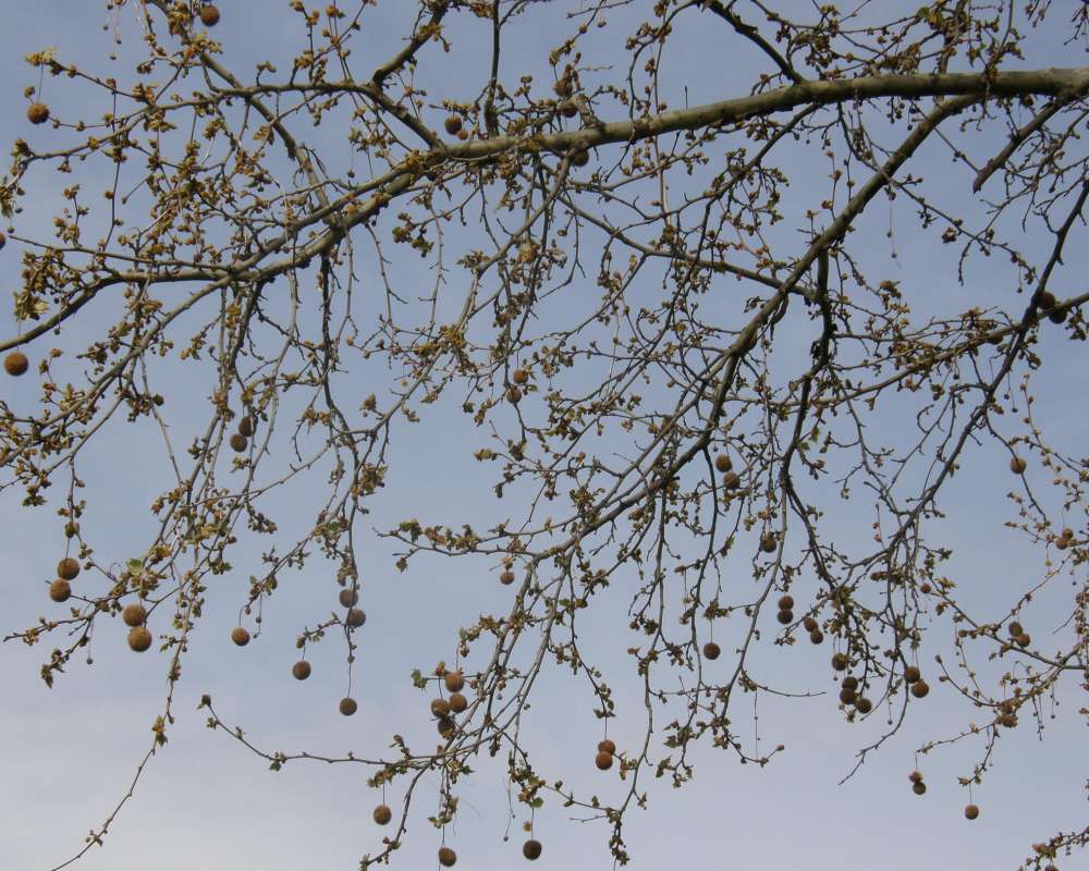 Brown Seed Balls<br>(Location of Picture: Omak, Washington, USA, 2011)