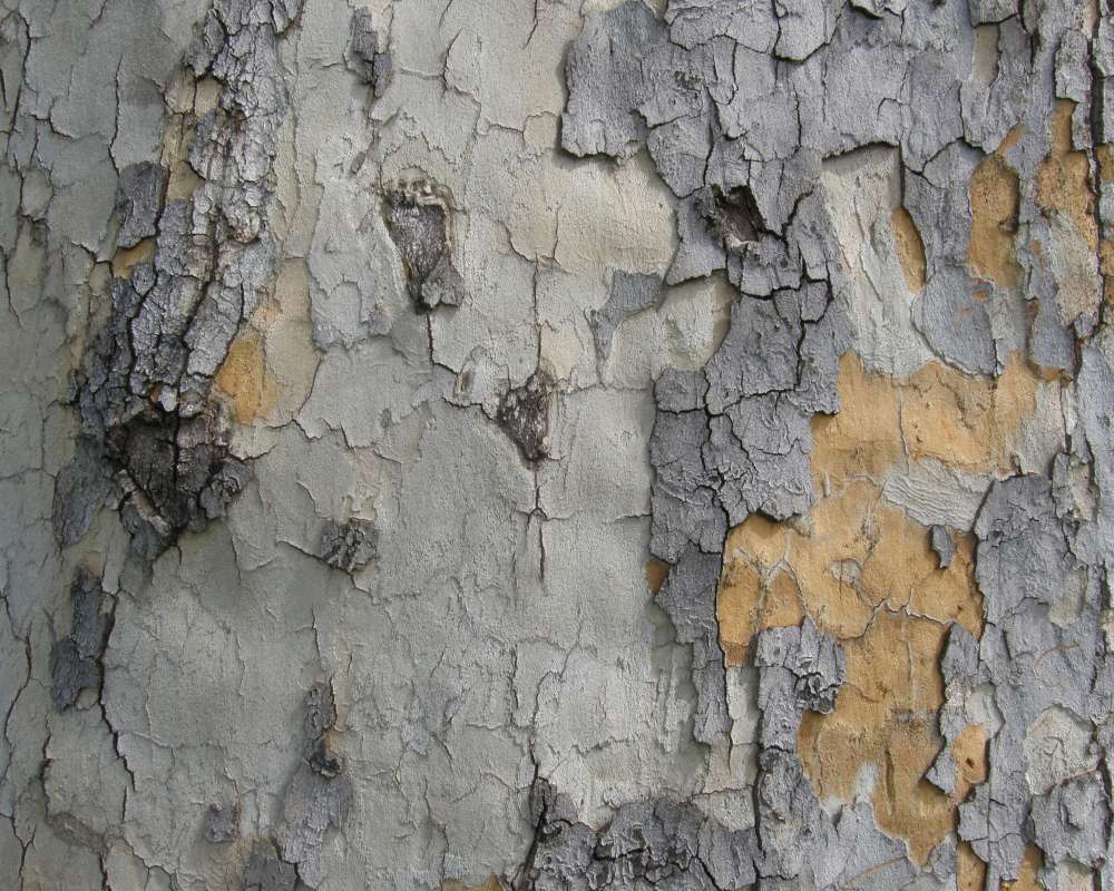 Bark- Close View<br>(Location of Picture: Omak, Washington, USA, 2011)
