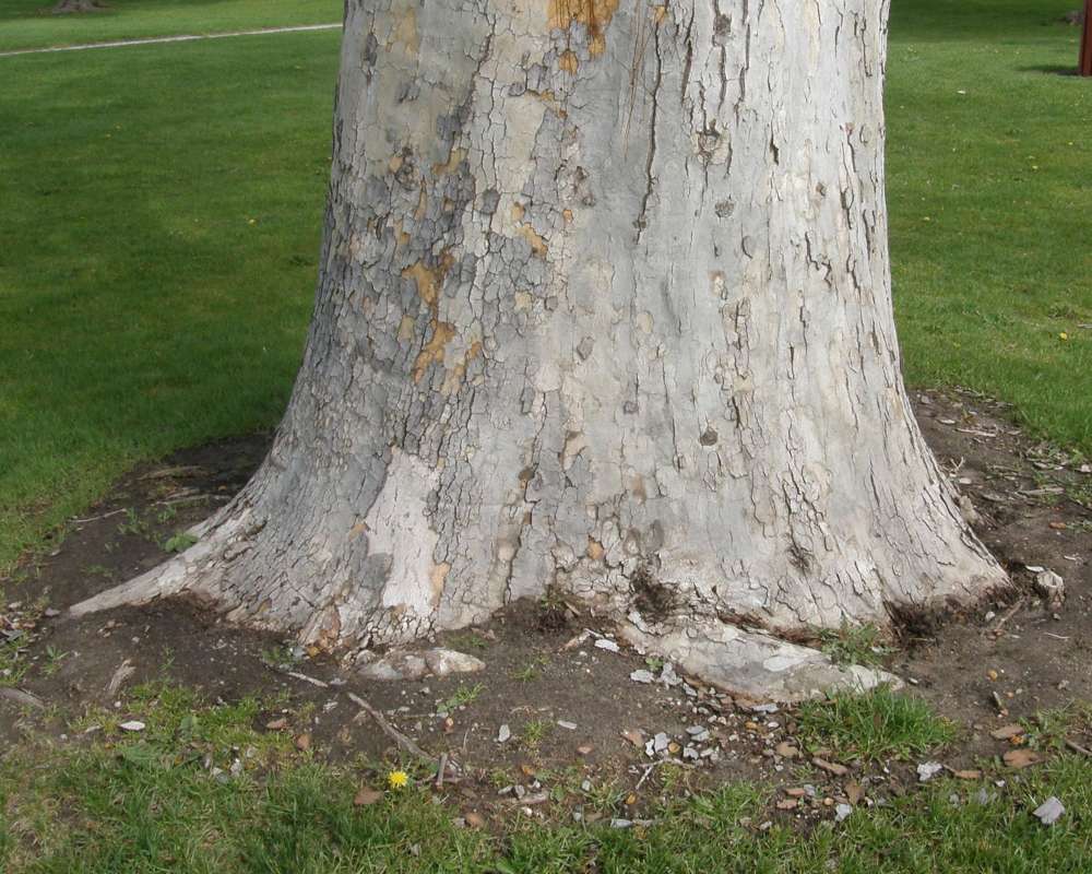 Base of Trunk<br>(Location of Picture: Omak, Washington, USA, 2011)