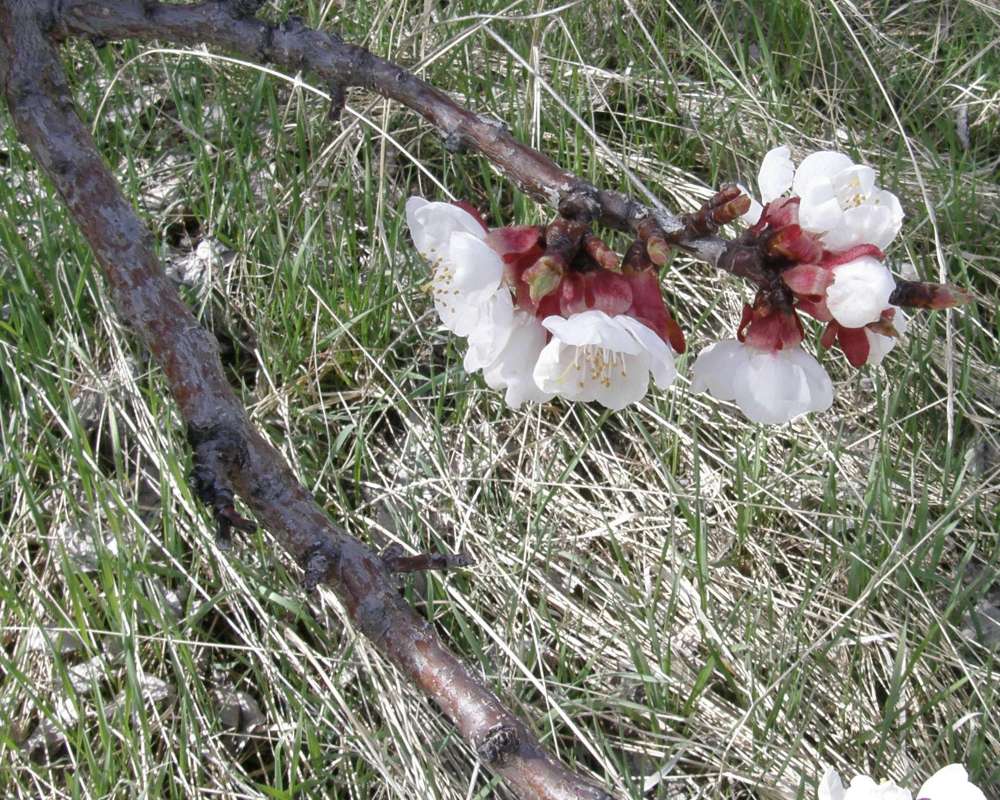 Branch with Flowers<br>(Location of Picture: Ornamental, Washington, USA, 2011)