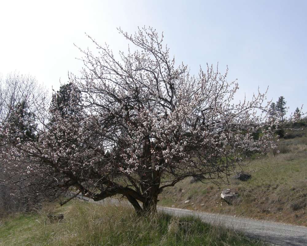 Spring Silhouette<br>(Location of Picture: Ornamental, Washington, USA, 2011)