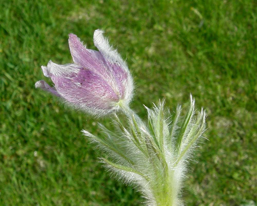 Flower - Side View<br>(Location of Picture: Garden, Okanogan, Washington, 2011)
