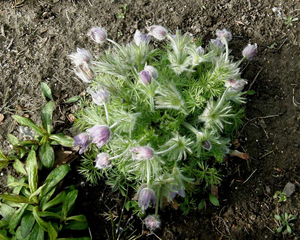 Silhouette<br>(Location of Picture: Garden, Okanogan, Washington, 2011)