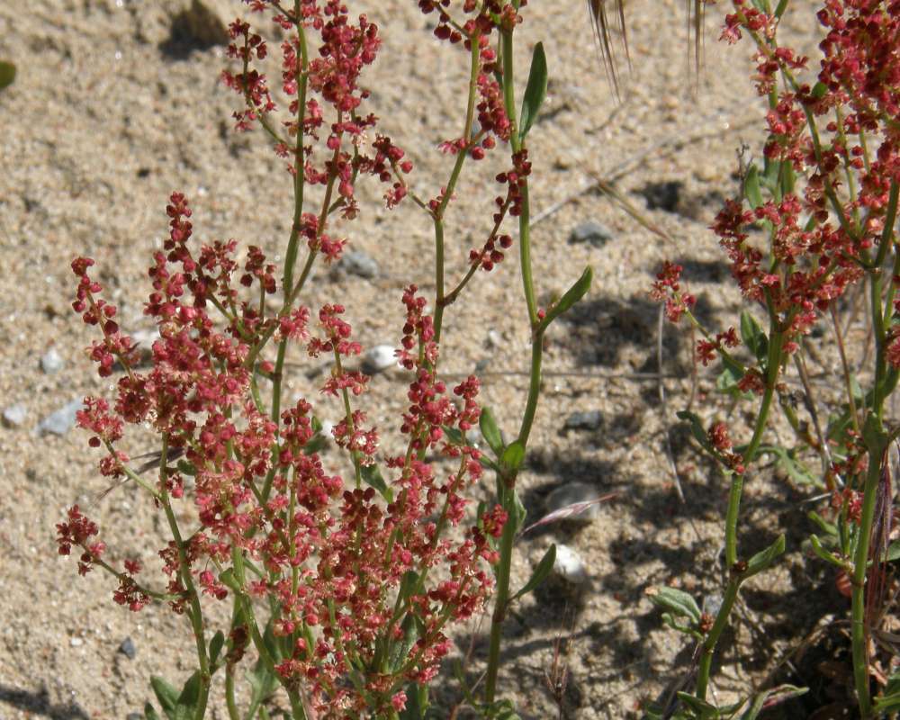 Flower - Rear View<br>(Origin of the Specimen: Commerically Grown, 2011)