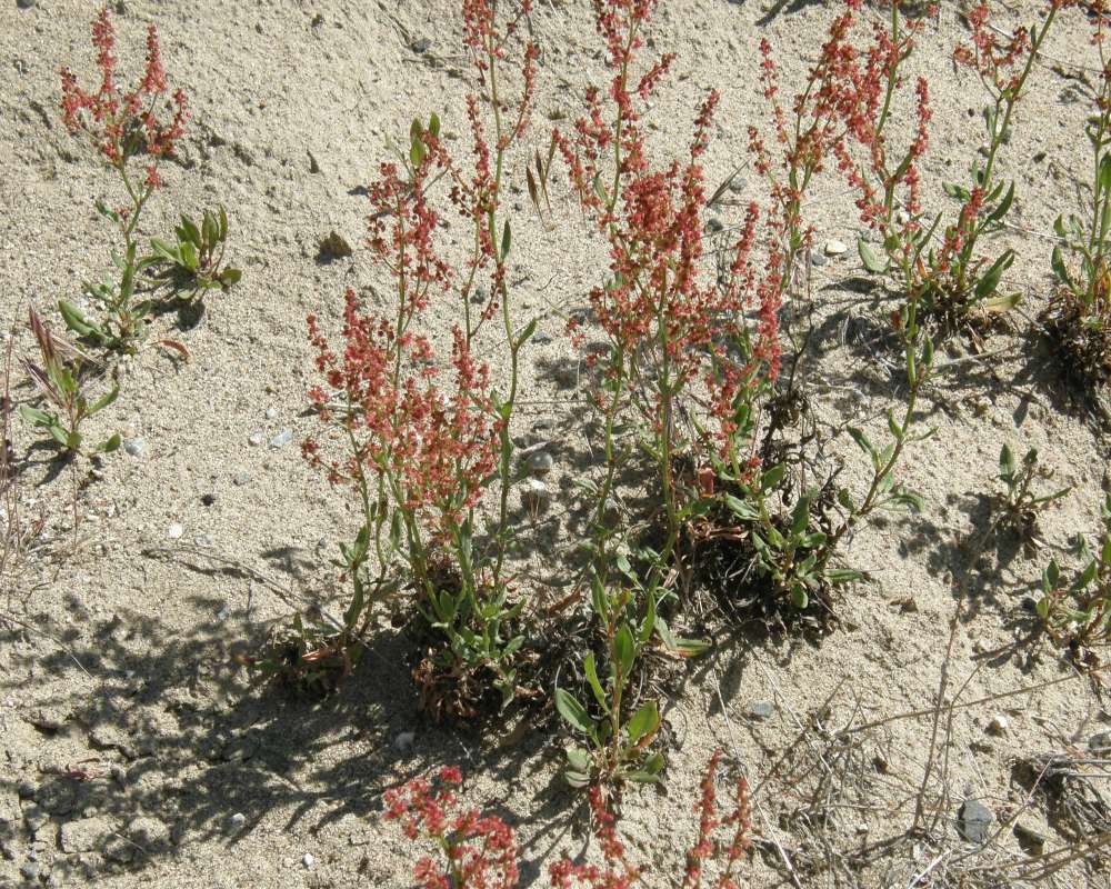 Top of Plant in Bloom<br>(Origin of the Specimen: Commerically Grown, 2011)