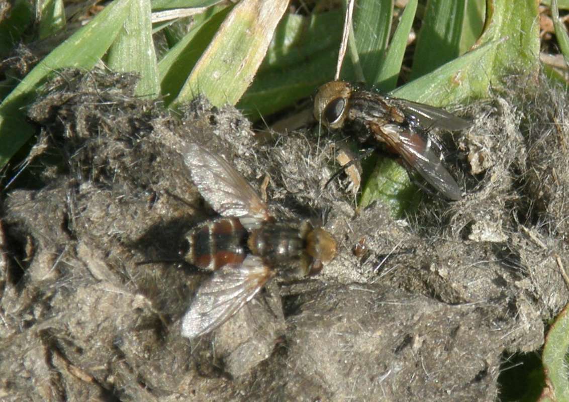 Side and Dorsal Views in Habitat<br>(Location of Picture: Near Columbia River, Wa., USA, 2011)