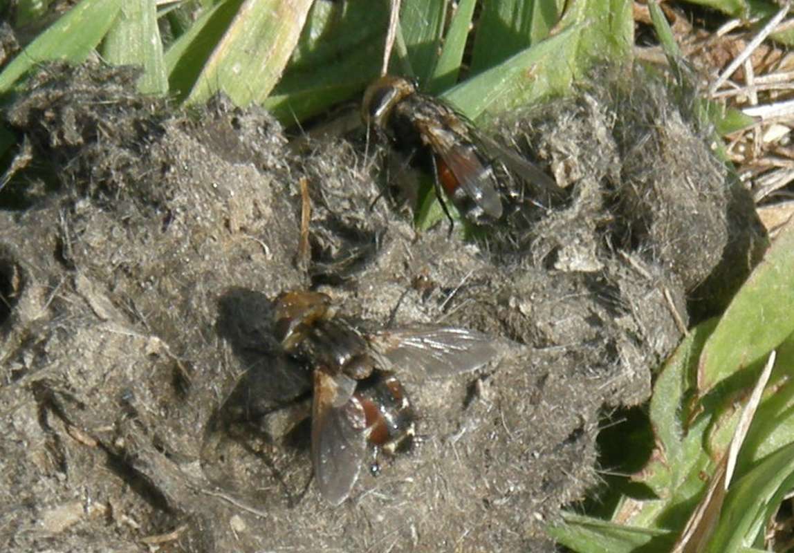 Two Dorsal Views<br>(Location of Picture: Near Columbia River, Wa., USA, 2011)
