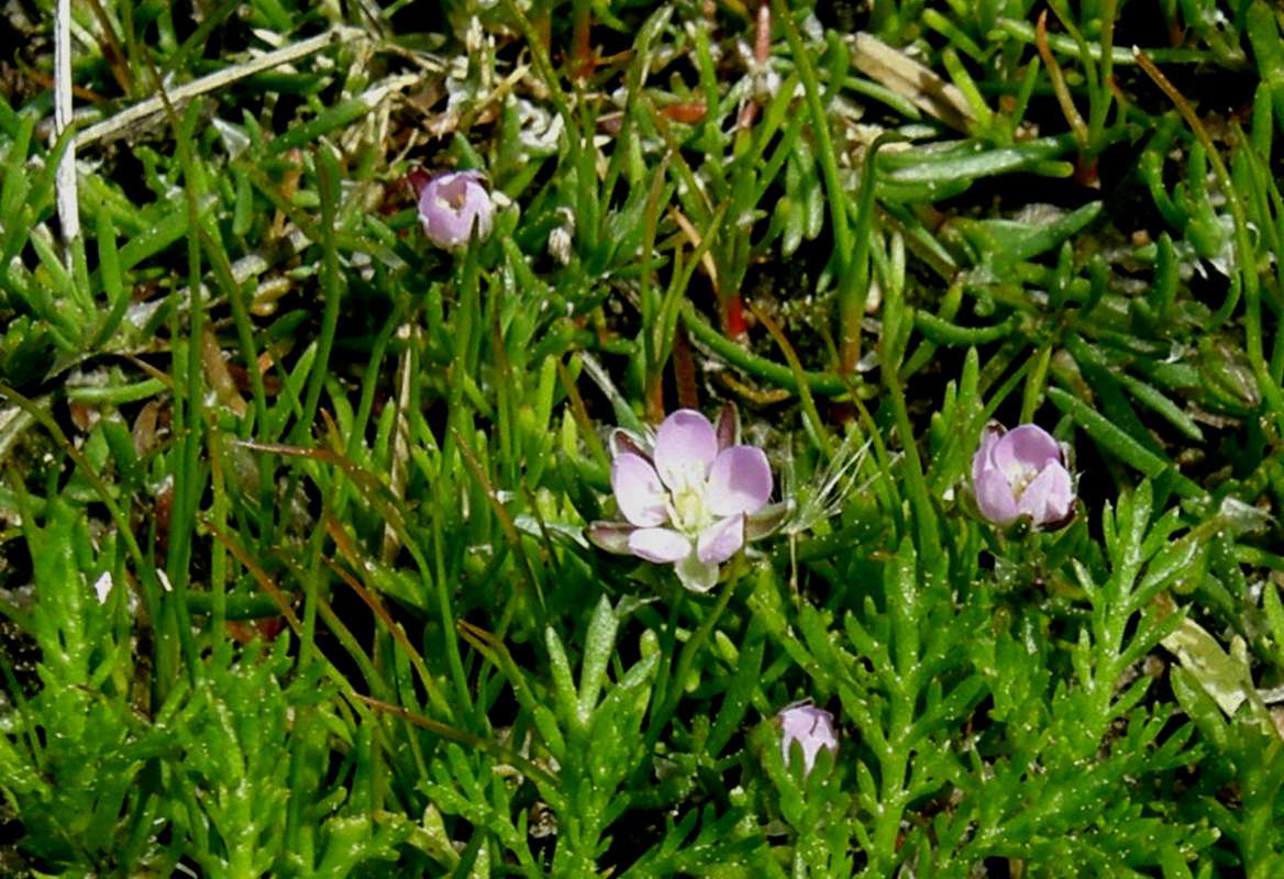 Leaves and Flowrers<br>(Location of Picture: Nelson's Flowers, Wa.,  USA,  2011)