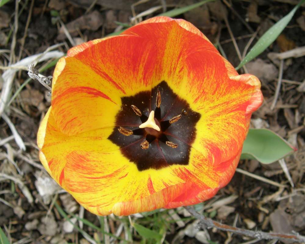 Orange with Brown Center<br>(Location of Picture: Private Gardens, Okanogan, Wa., '11)