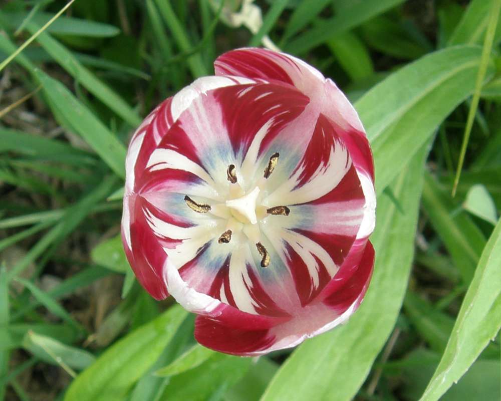 Red and White<br>(Location of Picture: Private Gardens, Okanogan, Wa., '11)