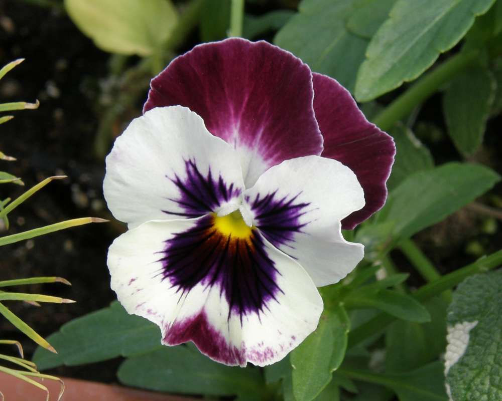 Flower - White and Purple<br>(Location of Picture: Washington, Commerical, 2011)
