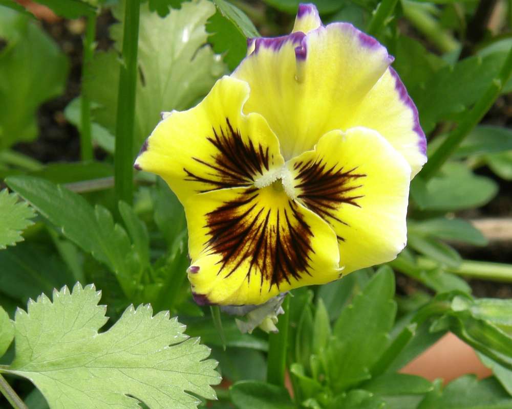 Flower - Yellow<br>(Location of Picture: Washington, Commerical, 2011)