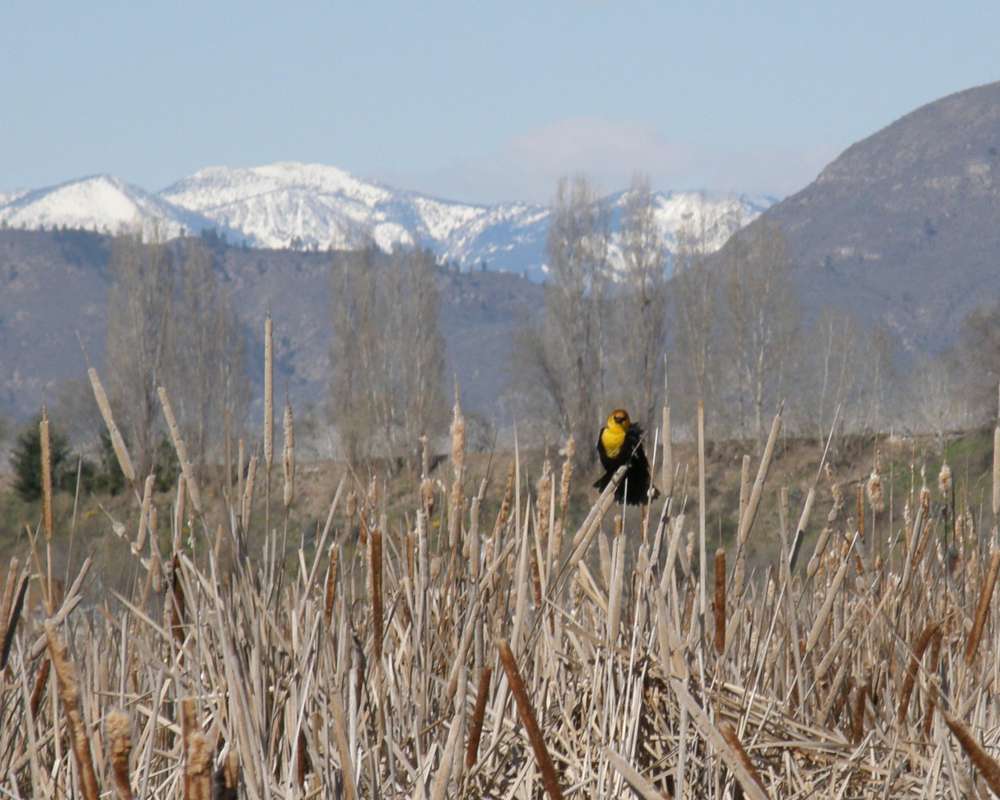 Habitat View with Mountain Background<br>(Location of Picture: Washburn Lake, Wa., USA, 2011. Apr)