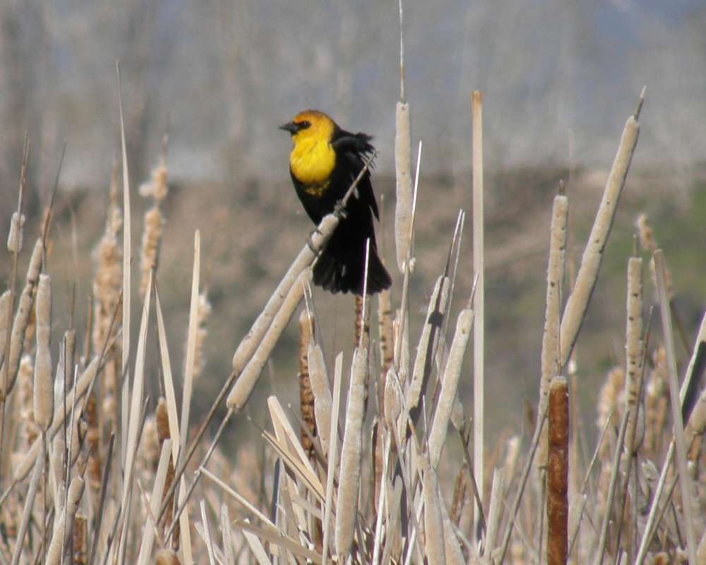 Angle View<br>(Location of Picture: Washburn Lake, Wa., USA, 2011. Apr)