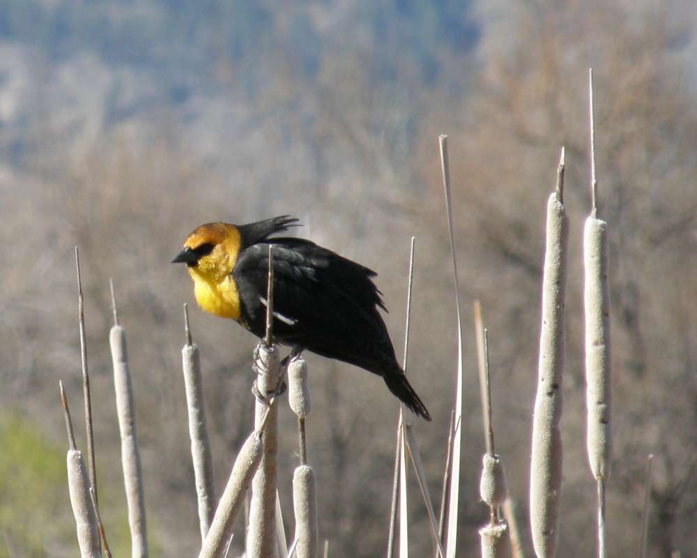 Side View in Habitat<br>(Location of Picture: Washburn Lake, Wa., USA, 2011. Apr)