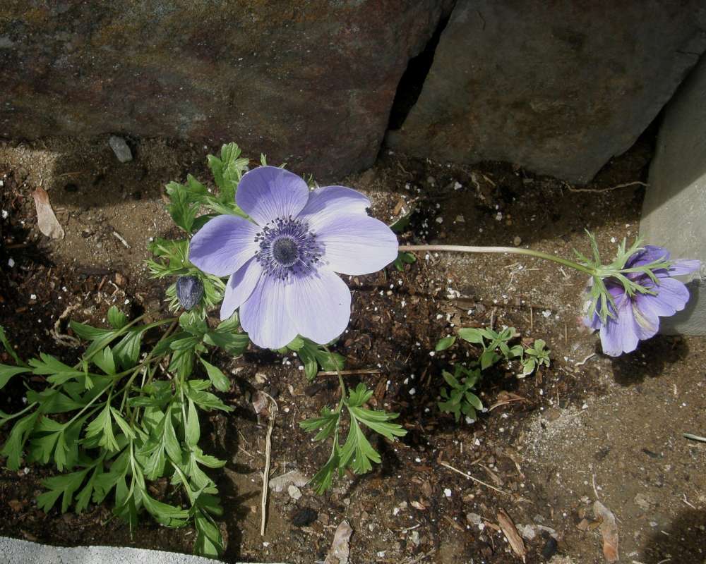 Silhouette<br>(Location of Picture: Garden, Okanogan, Wa., 2011)