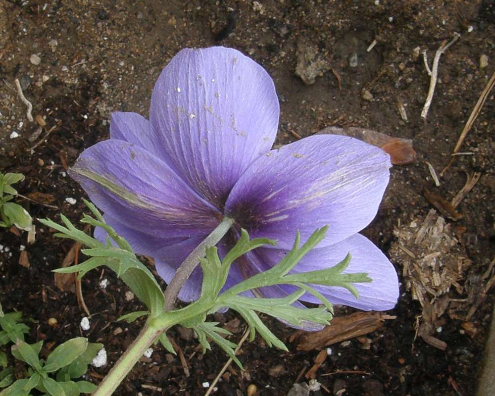 Flower - Rear View<br>(Location of Picture: Garden, Okanogan, Wa., 2011)