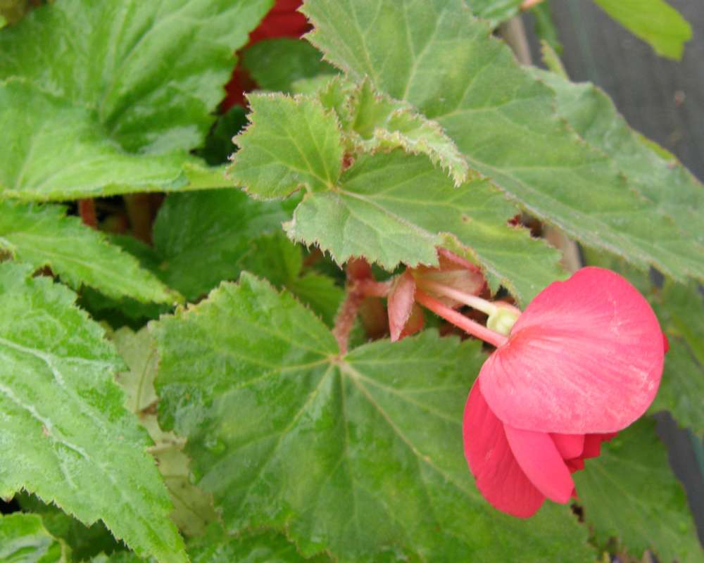 Flower - Rear View<br>(Location of Picture: Shady Creek, Wa., USA, 2011)