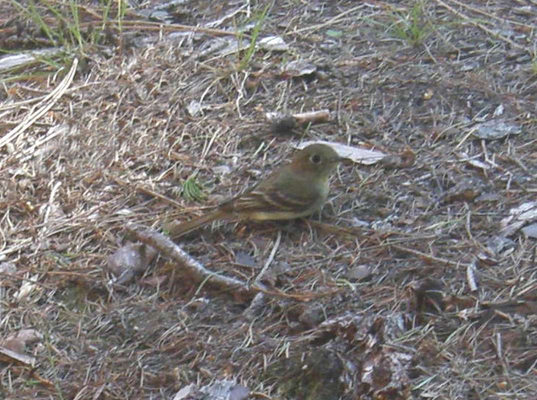 Female in Habitat<br>(Location of Picture: Conconully, Wa., USA, 2011)