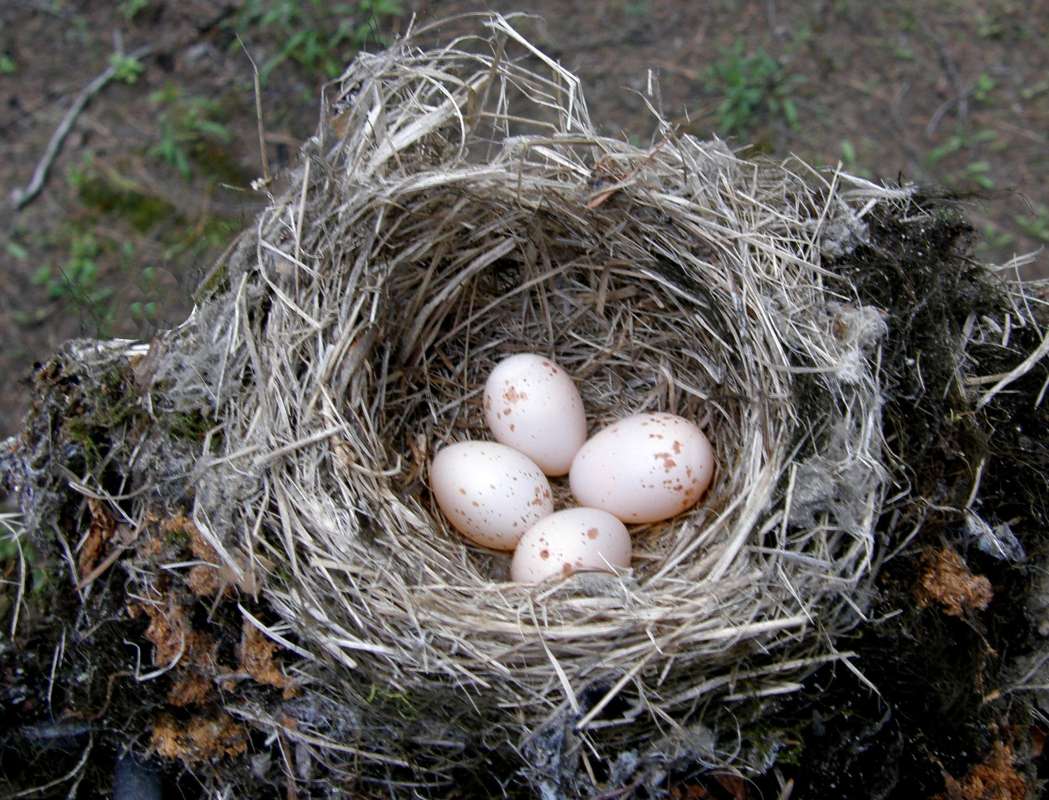 Nest with Eggs<br>(Location of Picture: Conconully, Wa., USA, 2011)