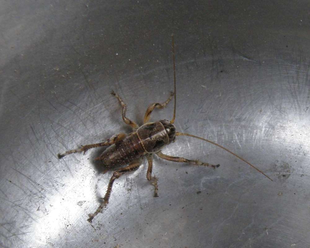 Dorsal View<br>(Location of Picture: Conconully, Wa., USA, 2011)