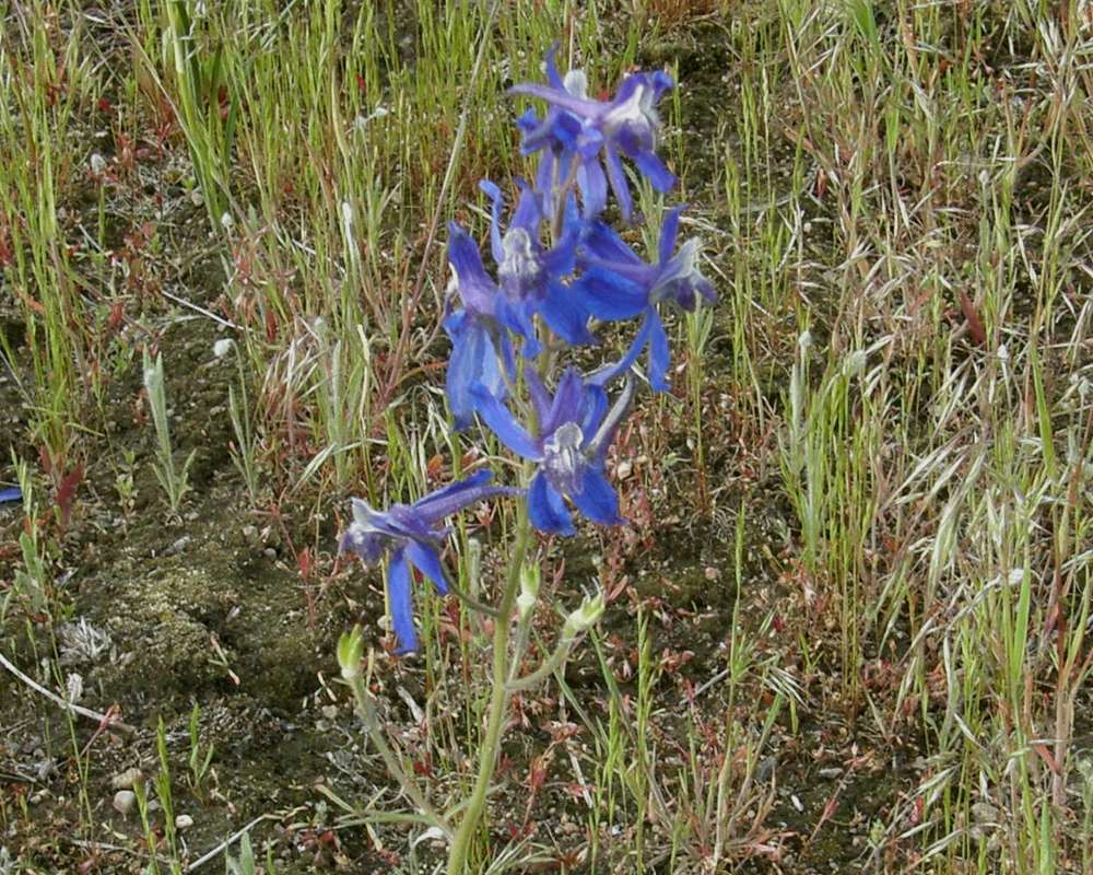 Flower - Front View<br>(Location of Picture: Columbia River, Wa., USA, 2011)
