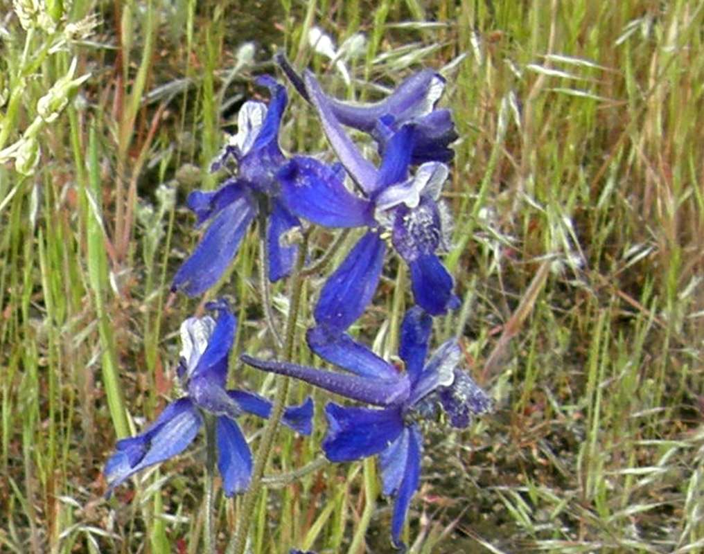 Flower - Side View<br>(Location of Picture: Columbia River, Wa., USA, 2011)