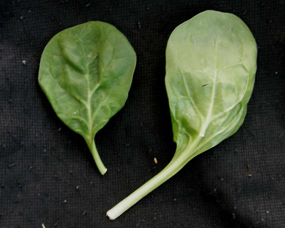 Leaves<br>(Location of Picture: Private Garden, Wa., USA, 2011)