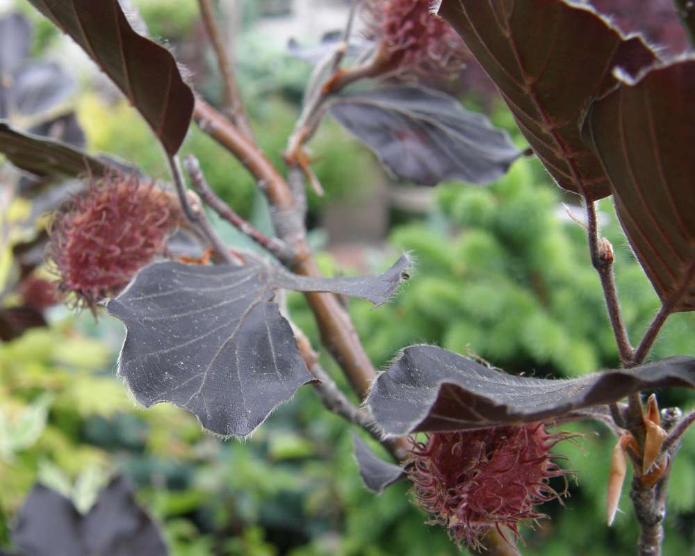 Leaves<br>(Location of Picture: Shady Creek Nursery, Wa., USA, 2011)