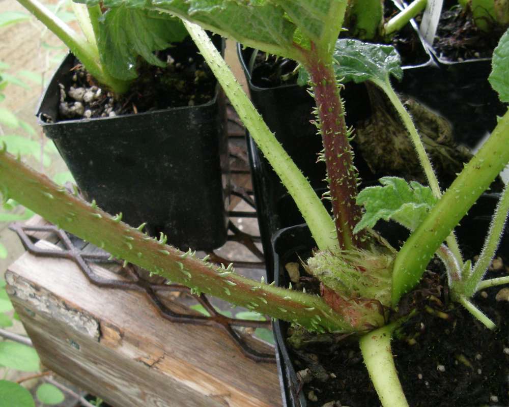 Stem<br>(Location of Picture: Shady Creek Nursery, Wa. USA, 2011)