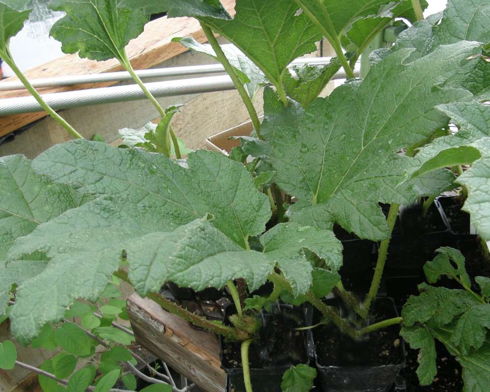 Silhouette<br>(Location of Picture: Shady Creek Nursery, Wa. USA, 2011)