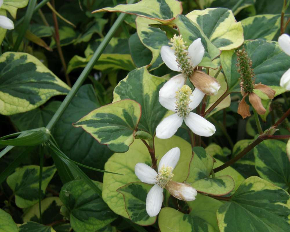 Leaves and Flowers<br>(Location of Picture: Shady Creek Nursery, Wa., USA, 2011)