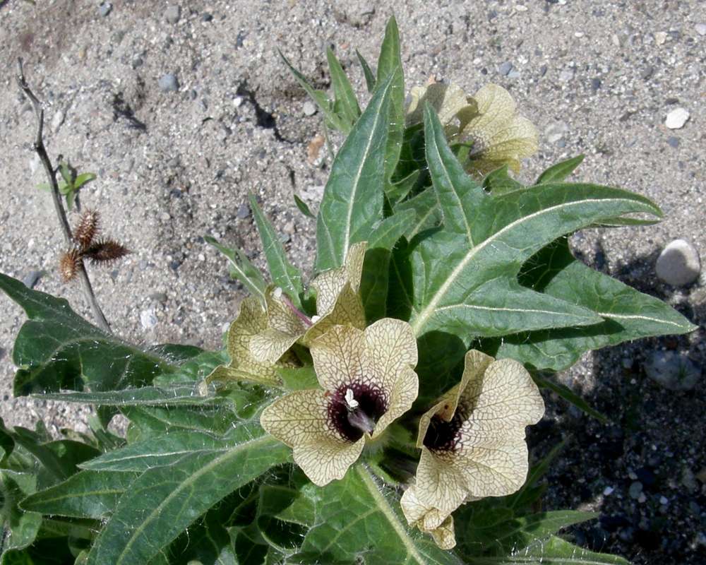 Top of Plant in Bloom<br>(Location of Picture: Okanogan, Wa., USA, 2011)