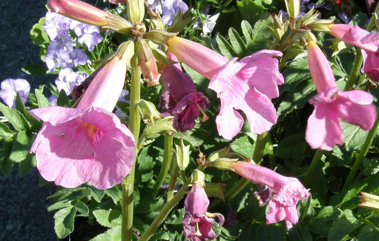 Flower - Front View