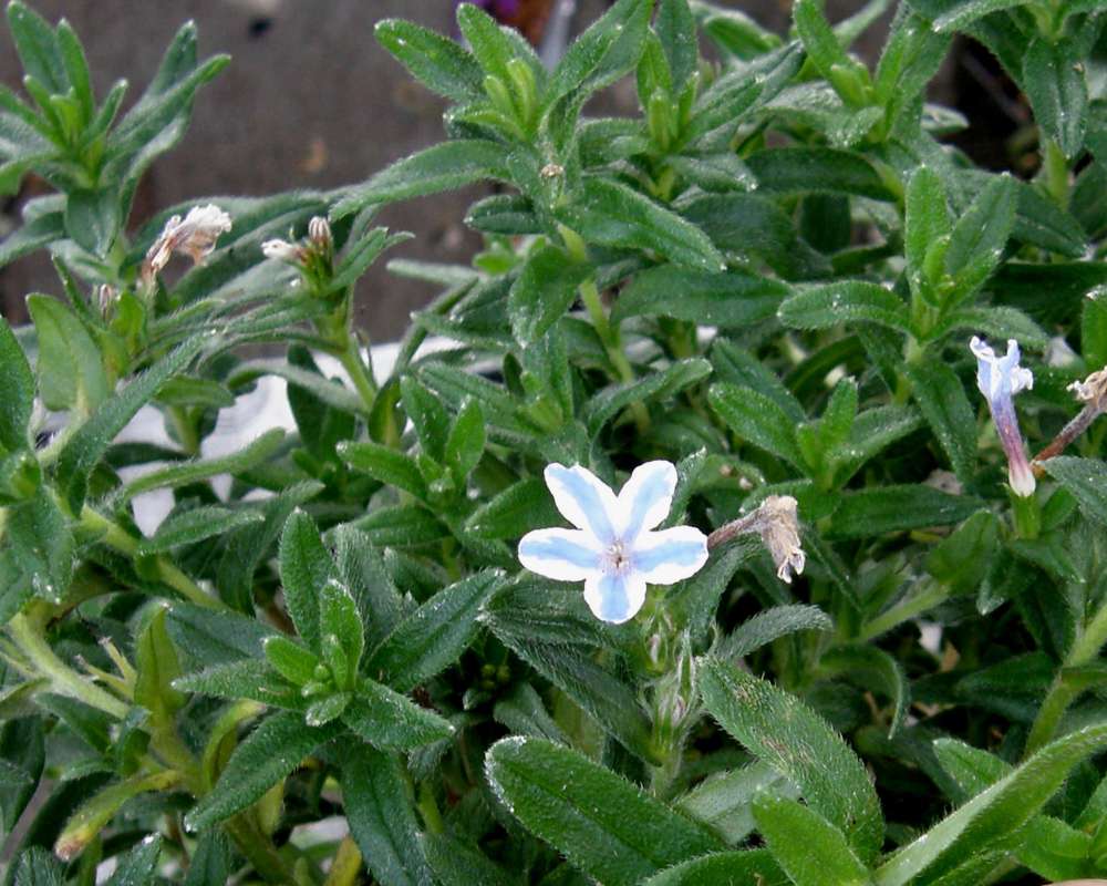 Top of Plant in Bloom<br>(Location of Picture: Ornamental, Washington, USA, 2011)