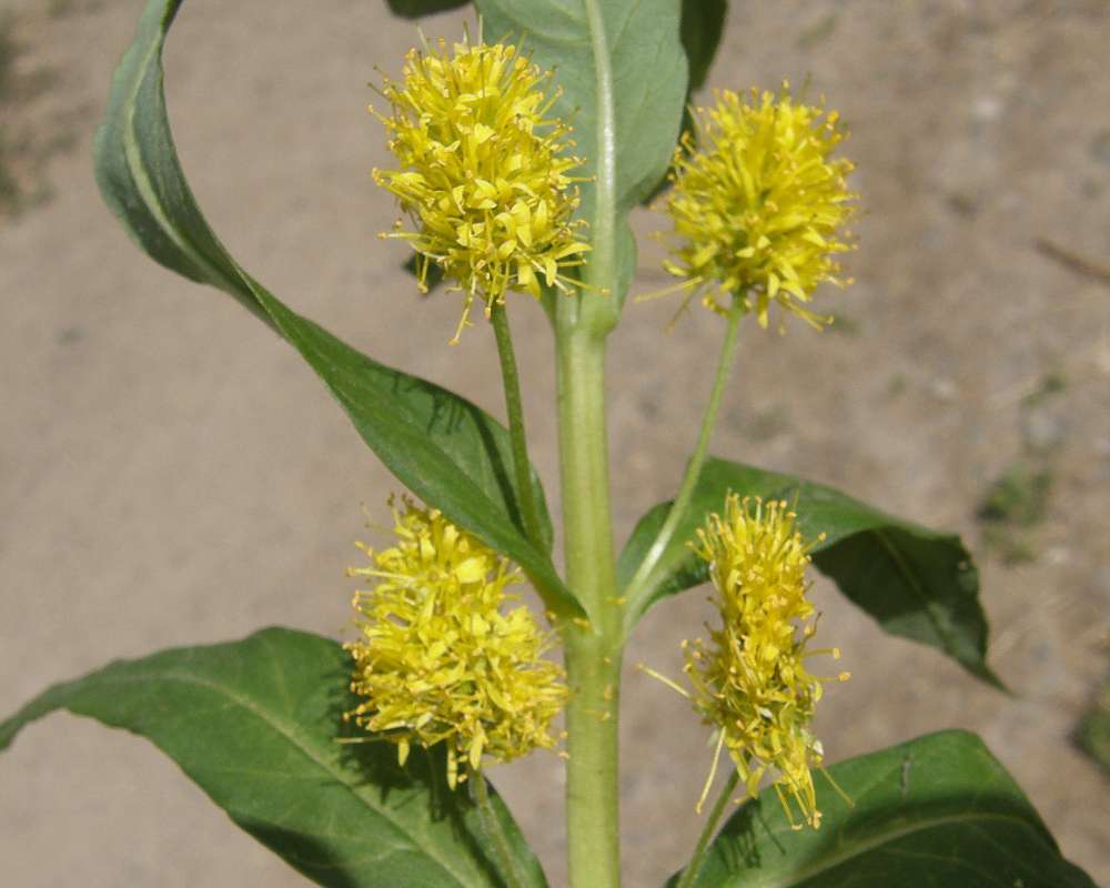 Flower - Side View<br>(Location of Picture: Rebecca Lake, Wa., USA, 2011)