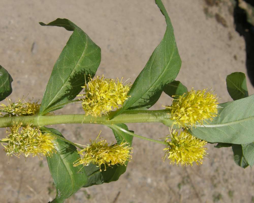 Stem<br>(Location of Picture: Rebecca Lake, Wa., USA, 2011)