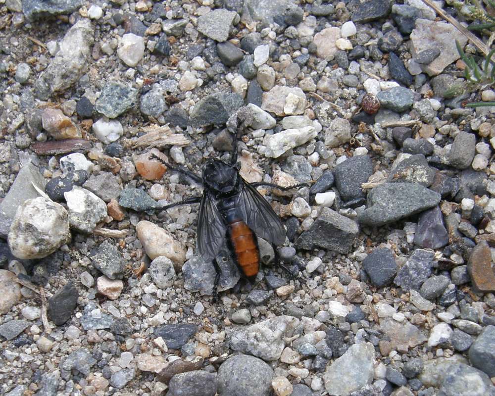 In Habitat on Gravel<br>(Location of Picture: Neville Ridge, Wa., USA, 2011)