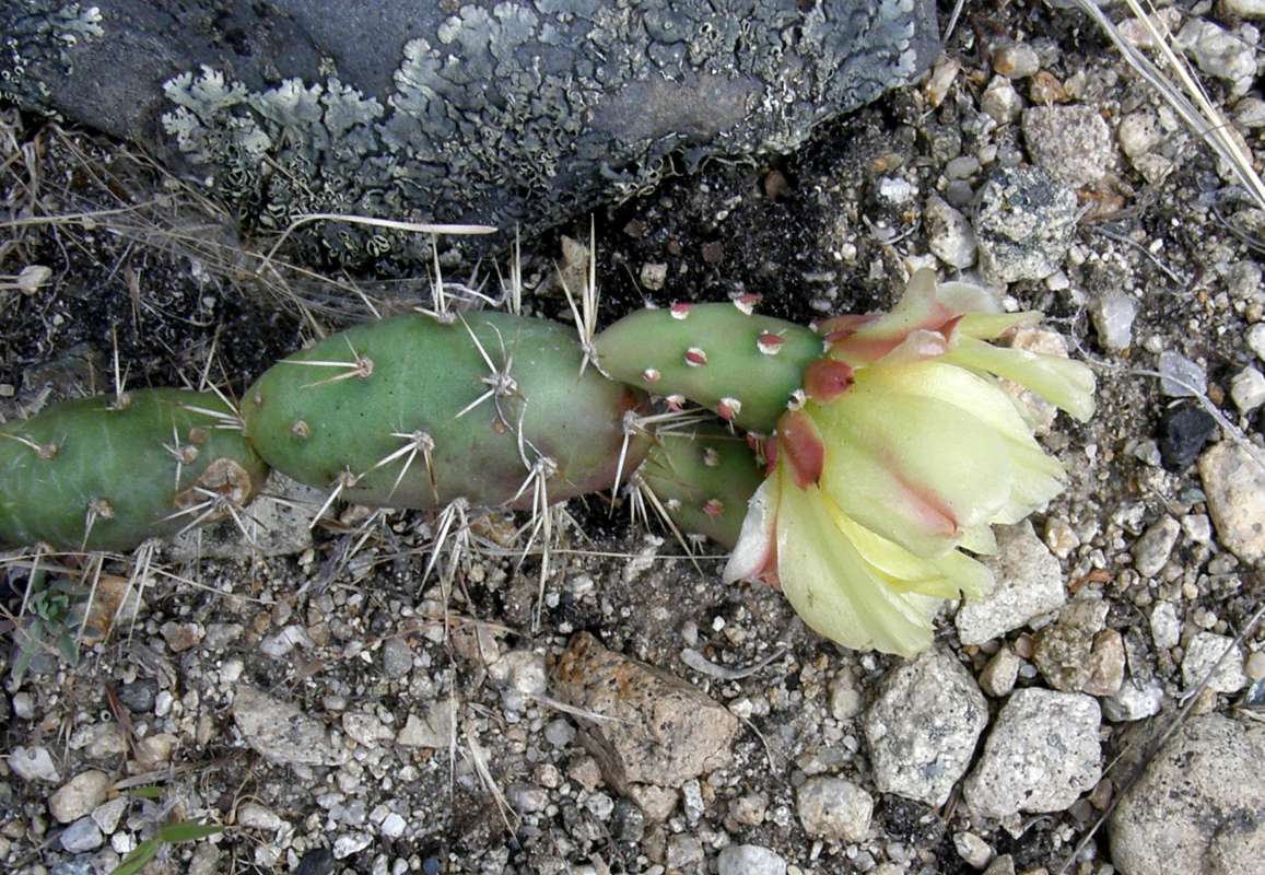 Flower - Side View<br>(Location of Picture: Near Columbia River, Wa., USA, 2011)