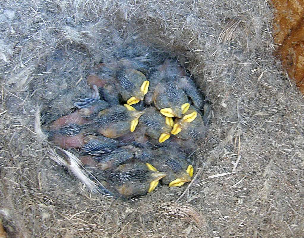 Babies in Nest<br>(Location of Picture: Conconully, Washington, USA, 2011)