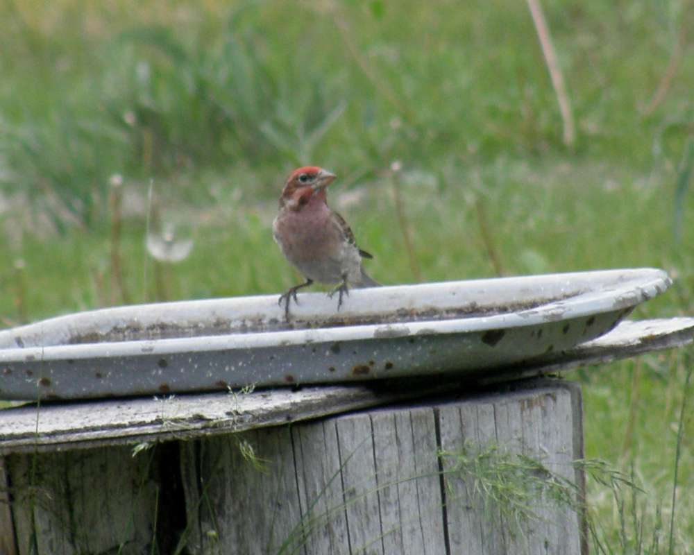 At Bath - Head Side View<br>(Location of Picture: Neville Ridge,Wa., USA, 2011)